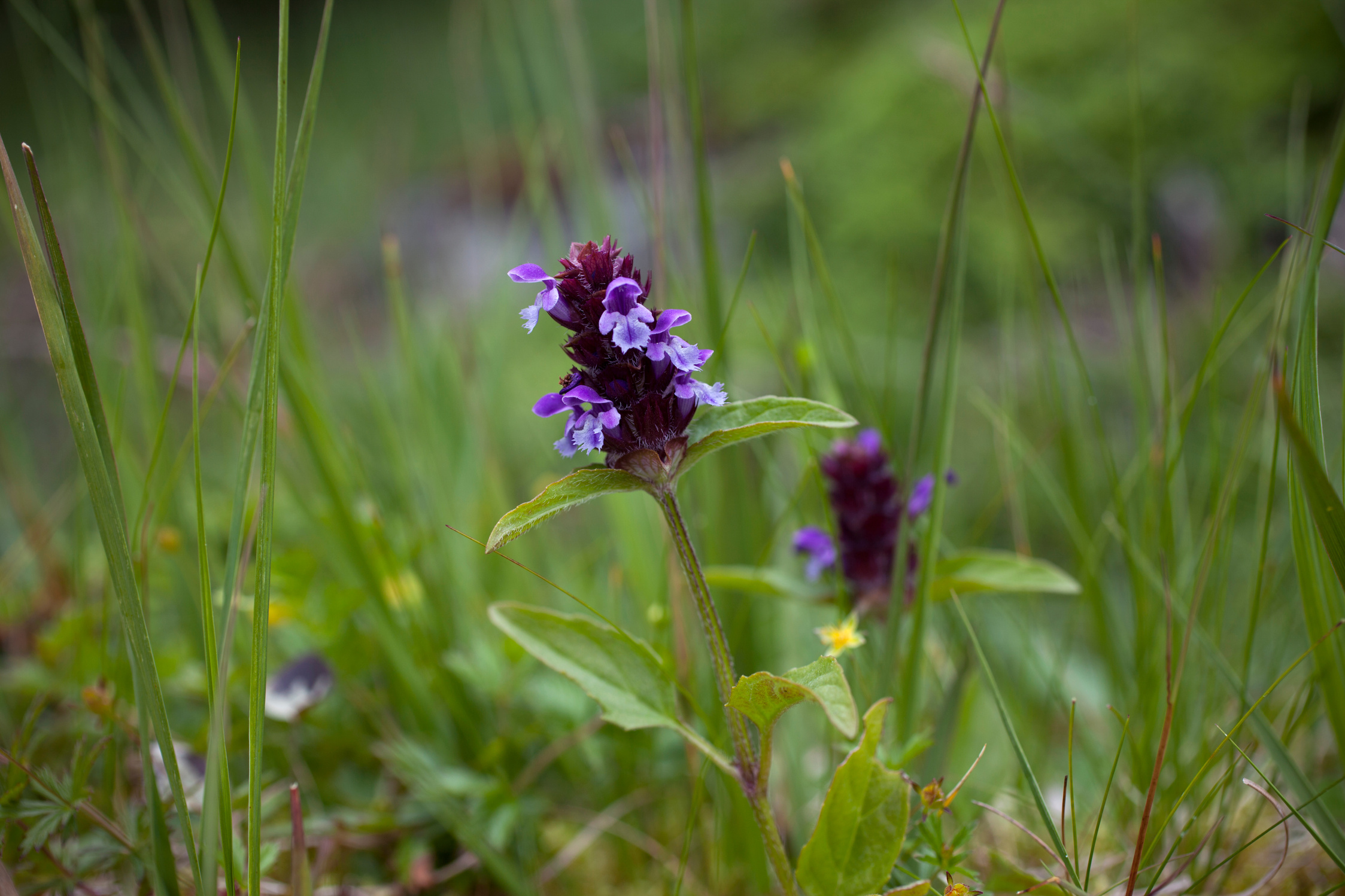 Common self-heal